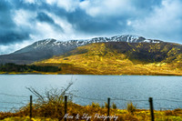 Scottish Highland
