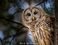 D50_3625-Edit