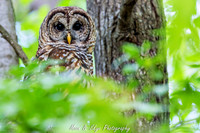 Owl-200424-001