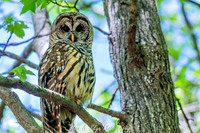 Owl-200424-002