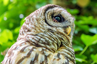 Owl-200424-003
