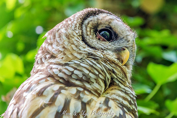 Owl-200424-003