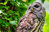 Owl-200424-034