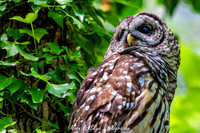 Owl-200424-035
