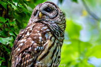 Owl-200424-036