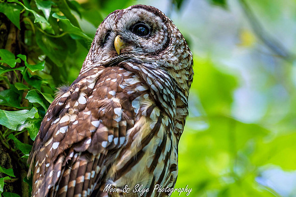 Owl-200424-036