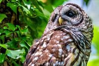 Owl-200424-037