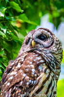 Owl-200424-038