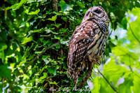 Owl-200424-039