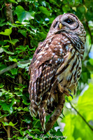 Owl-200424-040