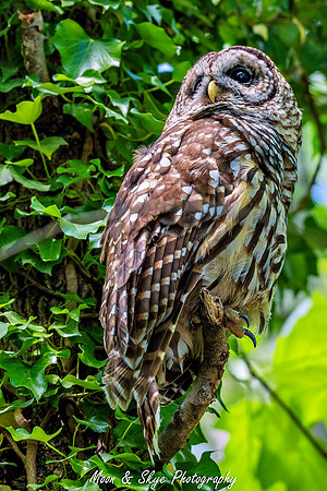 Owl-200424-040