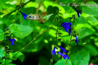 Hummingbird