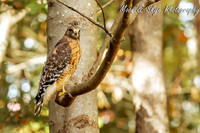 Red Tail Hawk