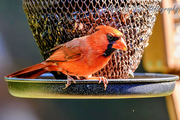 _D856208