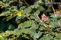 D85_7647