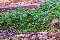 D50_4038