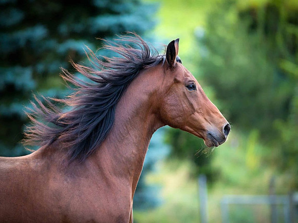 Canva-Bay-horse