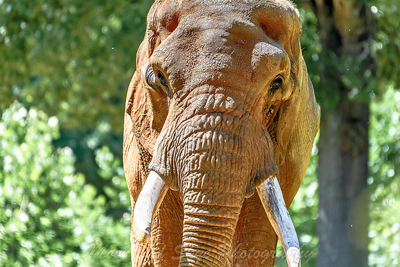 D85_7378