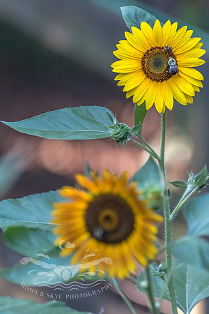 _D854309