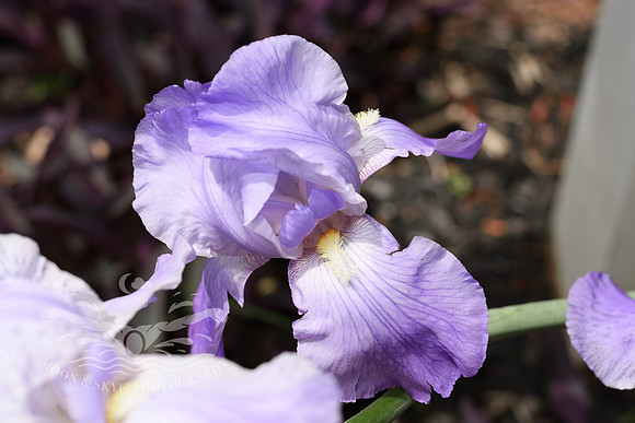 D50_6254