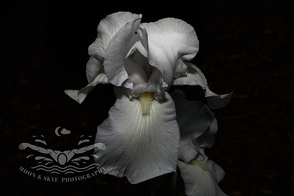 D50_6304