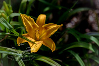 Flowers-Insects