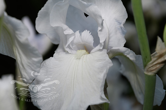 D50_6301